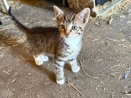 Kitten/Katzenbabys abzugeben - Großefehn