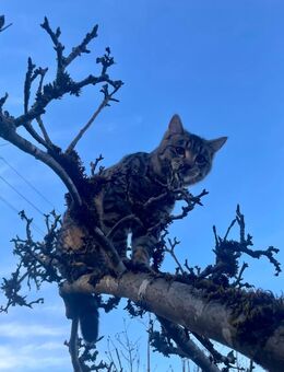 Kater Rio sucht sein Traum-Zuhause - Unterdießen