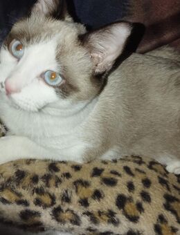 Verkaufe Siam snowshoe Kater - Beckum Zentrum