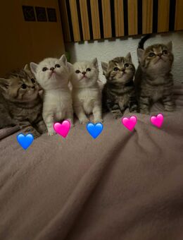 BKH KITTEN - Delmenhorst