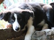 Bordercolliewelpen v. privat - Schwarzach (Bayern)