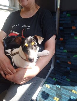 Jack Russel Welpen - Ostritz