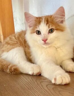 Maine Coon Perser Norwegische Waldkatze Langhaar Kitten Kätzchen Katzen Kater - Mühldorf (Inn)
