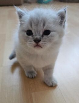 Wunderschöne Babykatze BKH - Aachen