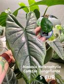Alocasia Heterophylla Corazon Jungpflanze in 10407