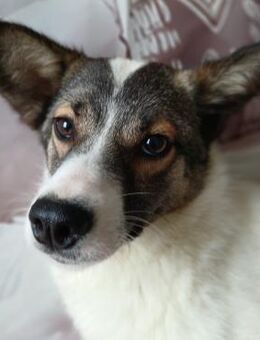 🐾Sanfte Scarlet sucht Geborgenheit🐾 - Eislingen (Fils)