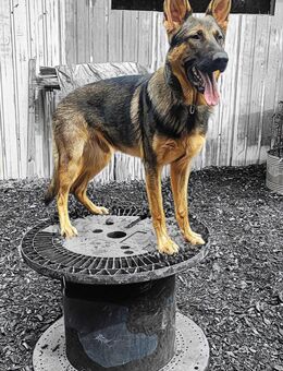 Deutscher Schäferhund - Lößnitz Zentrum