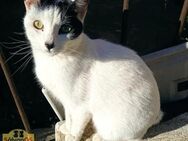 Geselliger Kater Blanki sucht HappyHome - Bad Camberg