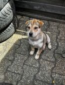 Husky Sharpei Welpen in 94327