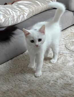Katzen Babys - Moers