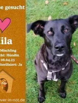 Zuhause gesucht für Mila - Lippetal