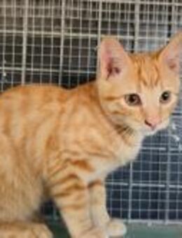 Romescu; wecke den Tiger in dir! - Geilenkirchen