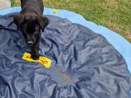 Labrador Mix - Bleicherode