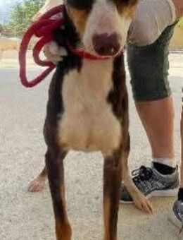 Pica ist sehr sozial - Donaueschingen