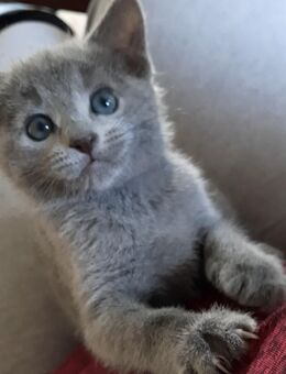 Russisch blau kitten - Hünstetten
