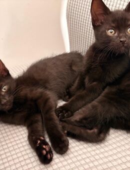 2 liebevolle Katzenbabys suchen ein Zuhause - Löhne