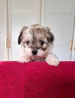 Bolonka-Welpe - Sömmerda