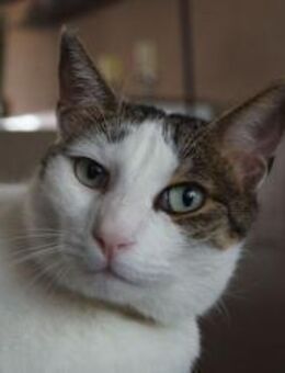 Falk, menschenbezogenes Katerchen, ca.3J - Vaterstetten