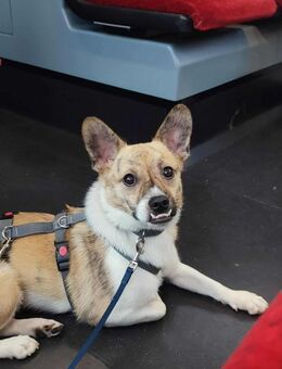 Anouk - der gute Laune Hund - Löwenberger Land