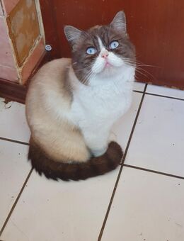 Reinrassige Perser Kater - Löhne