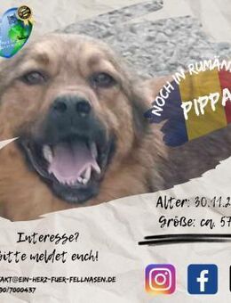 PIPPA - sucht liebe Kuschelmenschen - Waakirchen