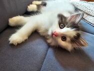 Süsses Maine coon/ Ragdoll Mädchen - Volketswil