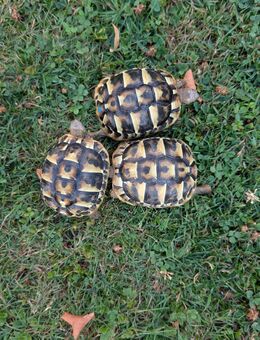 THB 0.0.3 Griechische Landschildkröten Jahr 2023 - Günzburg