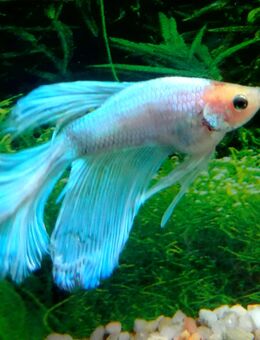 Kampffisch Männchen, Double Tail mix - Hohenroth