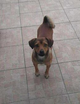 Bodo .- hat ein freundliches Wesen - Höchst (Odenwald)