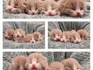 Bkh kitten mit Stammbaum suchen noch ein Zuhause - Berlin Charlottenburg-Wilmersdorf