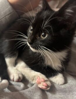 BKH Weibchen - Essen