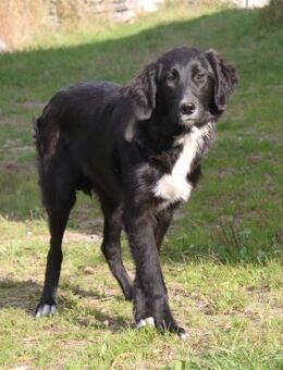 Lilly - Familienglück gesucht - Elmshorn