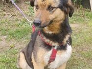 Lola, brave Hündin sucht neue Familie - Unterföhring