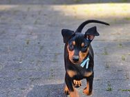 Deutsche Pinscher Welpen - Münster