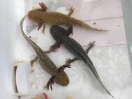Axolotl Jungtiere - Strausberg Zentrum
