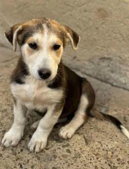 DANI - sensibles Hundekind...... - Kempen