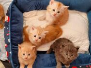 *Maine Coon Kitten - Kuschelzeit ist angesagt!* - Dortmund Scharnhorst