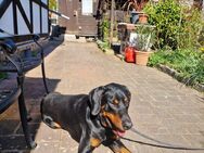 Dobermann zu verkaufen - Bocholt