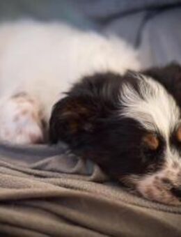 TAMIRO - auf zu neuen Entdeckungen - Overath