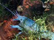 BLAUER FLORIDAKREBS - Datzetal