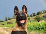 Holländischer Schäferhund 18 Wochen alt - Schaffhausen