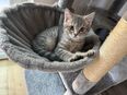 BHK Baby in 81245