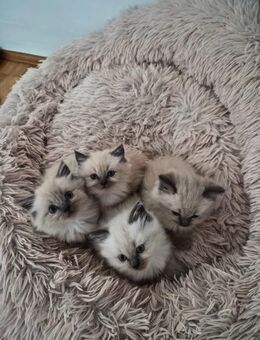 Ragdoll Kitten - Hannover Misburg-Anderten
