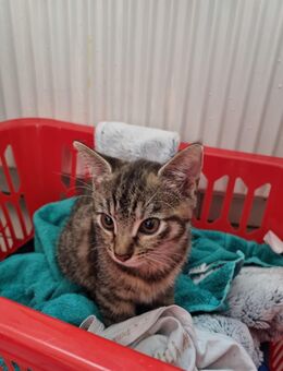 Katze weiblich getigert - Itzehoe