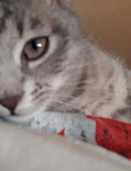 Ich verkaufe zwei Katzen - Leipzig