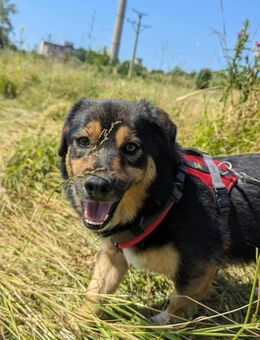 Danka - Familienhund in RO, Katzenlieb - Blankenheim (Nordrhein-Westfalen)