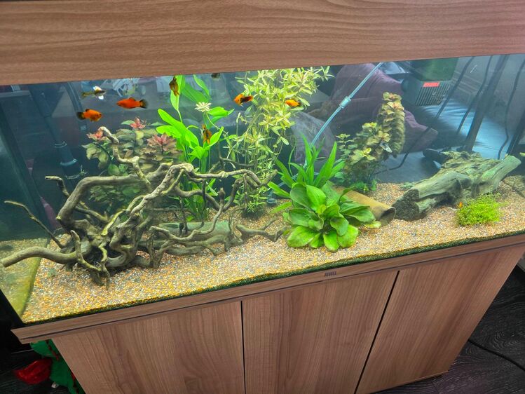 Platy Aqariumfische - Untergruppenbach