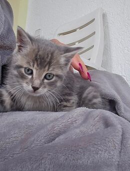 Süsse graue Babykatze Kätzchen mädl - Ottenhofen