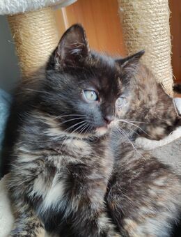Kitten Mix EKH Schildpatt und roter Kater - Wendelstein