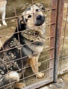 MALAKI unser kluger Hundejunge....... - Kempen